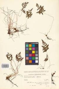 Gymnocarpium robertianum (Hoffm.) Newman, Siberia, Chukotka & Kamchatka (S7) (Russia)