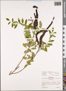 Amorpha fruticosa L., Eastern Europe, Middle Volga region (E8) (Russia)