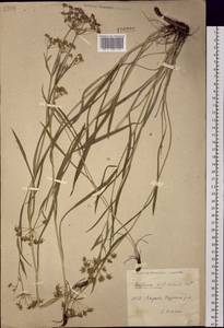 Bupleurum sibiricum Vest ex Roem. & Schult., Siberia, Yakutia (S5) (Russia)