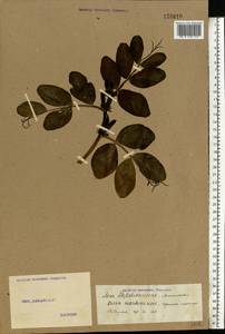 Vicia narbonensis L., Eastern Europe, Middle Volga region (E8) (Russia)