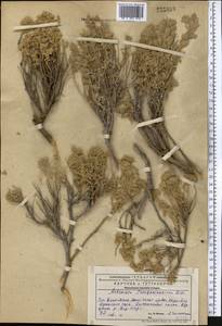 Artemisia rutifolia Steph. ex Spreng., Middle Asia, Western Tian Shan & Karatau (M3) (Kazakhstan)
