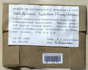 Barbilophozia hatcheri (A. Evans) Loeske, Bryophytes, Bryophytes - North Caucasus & Ciscaucasia (B12) (Russia)