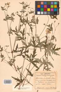 Geranium krameri Franch. & Sav., Siberia, Russian Far East (S6) (Russia)