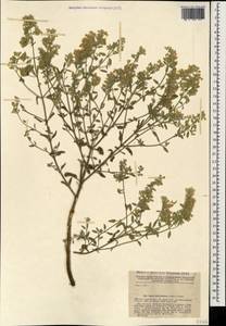 Nepeta cyanea subsp. biebersteiniana (Trautv.) A.L.Budantsev, Caucasus, Dagestan (K2) (Russia)