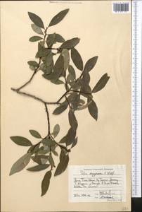 Salix argyracea E. L. Wolf, Middle Asia, Northern & Central Tian Shan (M4) (Kyrgyzstan)