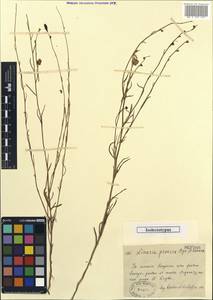 Linaria ramosa (Kar. & Kir.) Kuprian., Middle Asia, Muyunkumy, Balkhash & Betpak-Dala (M9) (Kazakhstan)