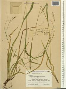 Carex sylvatica Huds., Caucasus, North Ossetia, Ingushetia & Chechnya (K1c) (Russia)