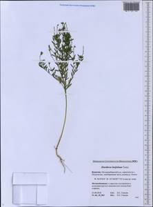Diarthron linifolium Turcz., Siberia, Baikal & Transbaikal region (S4) (Russia)