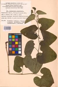 Aristolochia clematitis L., Eastern Europe, North Ukrainian region (E11) (Ukraine)