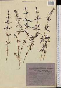 Galium boreale L., Siberia, Chukotka & Kamchatka (S7) (Russia)