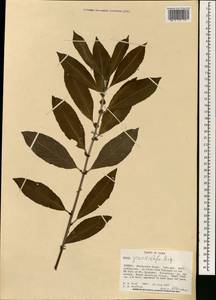 Salix gracilistyla Miq., South Asia, South Asia (Asia outside ex-Soviet states and Mongolia) (ASIA) (Japan)