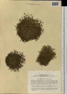 Sabulina rubella (Wahlenb.) Dillenb. & Kadereit, Siberia, Chukotka & Kamchatka (S7) (Russia)