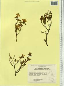 Rhododendron adamsii Rehder, Siberia, Russian Far East (S6) (Russia)
