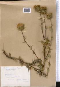 Cousinia alpicola I. G. Borshch. ex Trautv., Middle Asia, Pamir & Pamiro-Alai (M2) (Tajikistan)