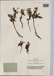 Arctostaphylos rubra (Rehder & E. H. Wilson) Fernald, Siberia, Altai & Sayany Mountains (S2) (Russia)
