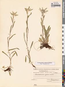 Leontopodium stellatum A. P. Khokhr., Siberia, Chukotka & Kamchatka (S7) (Russia)