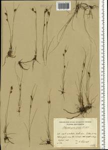 Rhynchospora fusca (L.) W.T.Aiton, Eastern Europe, Estonia (E2c) (Estonia)