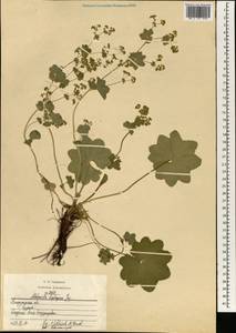 Alchemilla heptagona Juz., Eastern Europe, Central region (E4) (Russia)