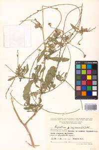 Rapistrum rugosum (L.) All., Eastern Europe, Moscow region (E4a) (Russia)