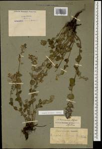 Nepeta racemosa subsp. racemosa, Caucasus, Armenia (K5) (Armenia)