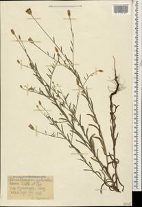 Xeranthemum cylindraceum Sm., Caucasus, Stavropol Krai, Karachay-Cherkessia & Kabardino-Balkaria (K1b) (Russia)