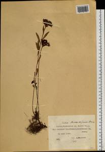 Phedimus middendorfianus subsp. middendorfianus, Siberia, Yakutia (S5) (Russia)