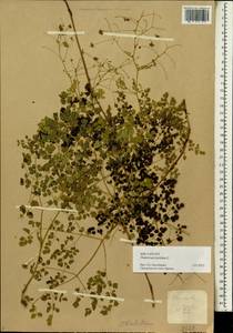 Thalictrum foetidum L., Siberia (no precise locality) (S0) (Russia)