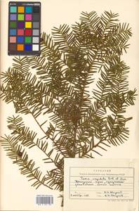 Taxus cuspidata Siebold & Zucc., Siberia, Russian Far East (S6) (Russia)