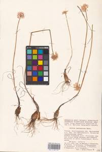 Allium savranicum (Nyman) Oxner, Eastern Europe, Lower Volga region (E9) (Russia)