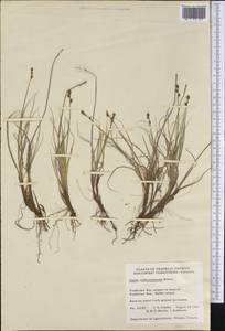 Carex marina Dewey, America (AMER) (Canada)
