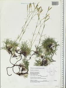 Dianthus arenarius, Eastern Europe, Central region (E4) (Russia)