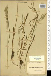 Bromus commutatus Schrad., Caucasus, Black Sea Shore (from Novorossiysk to Adler) (K3) (Russia)