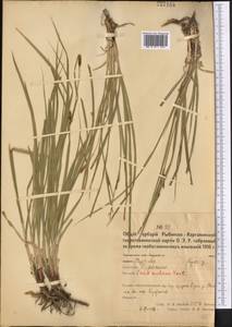 Carex melanostachya M.Bieb. ex Willd., Middle Asia, Northern & Central Kazakhstan (M10) (Kazakhstan)