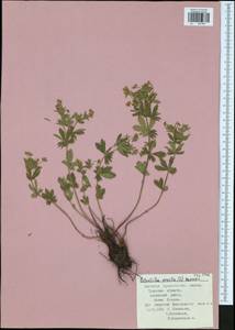 Potentilla erecta (L.) Raeusch., Eastern Europe, Central region (E4) (Russia)