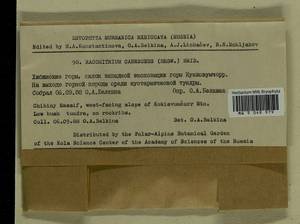 Niphotrichum canescens (Hedw.) Bedn.-Ochyra & Ochyra, Bryophytes, Bryophytes - Karelia, Leningrad & Murmansk Oblasts (B4) (Russia)