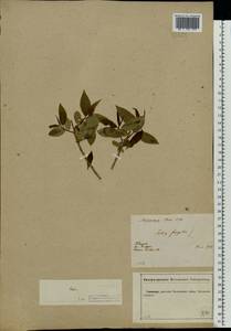 Salix fragilis L., Eastern Europe, Central forest-and-steppe region (E6) (Russia)