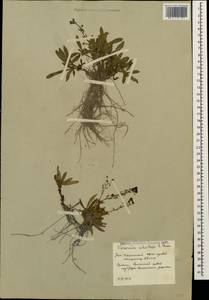 Veronica schistosa E. A. Busch, Caucasus, South Ossetia (K4b) (South Ossetia)