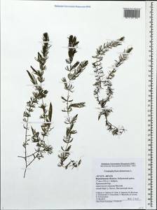 Ceratophyllum demersum L., Eastern Europe, Central forest-and-steppe region (E6) (Russia)