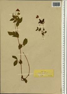 Lathyrus hirsutus L., South Asia, South Asia (Asia outside ex-Soviet states and Mongolia) (ASIA) (Turkey)