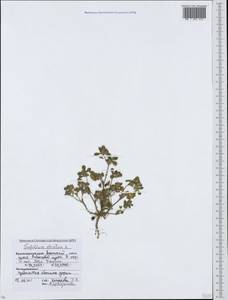 Trifolium striatum L., Caucasus, Krasnodar Krai & Adygea (K1a) (Russia)