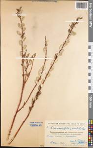 Salix acutifolia × rosmarinifolia, Eastern Europe, North Ukrainian region (E11) (Ukraine)
