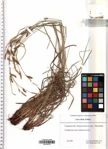 Carex diluta M.Bieb., Eastern Europe, Middle Volga region (E8) (Russia)