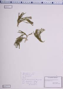 Diphasiastrum alpinum (L.) Holub, Siberia, Altai & Sayany Mountains (S2) (Russia)
