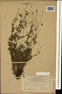 Papaver armeniacum subsp. armeniacum, Caucasus, Armenia (K5) (Armenia)