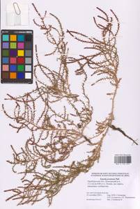 Suaeda prostrata Pall., Eastern Europe, Eastern region (E10) (Russia)