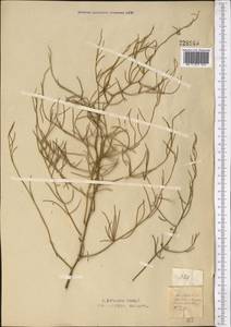 Asparagus inderiensis Blume ex Ledeb., Middle Asia, Northern & Central Kazakhstan (M10) (Kazakhstan)
