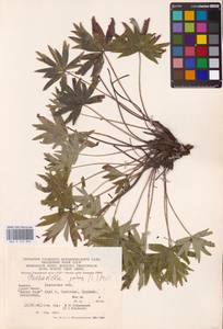 Pulsatilla patens (L.) Mill., Eastern Europe, West Ukrainian region (E13) (Ukraine)