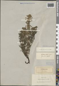 Pedicularis palustris L., Eastern Europe, North-Western region (E2) (Russia)