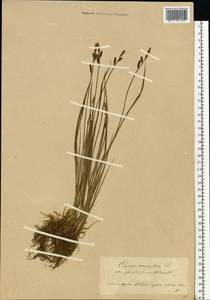 Carex cespitosa L., Eastern Europe (no precise locality) (E0) (Not classified)