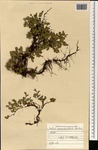 Salix nummularia Andersson, Mongolia (MONG) (Mongolia)